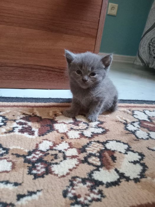Продаю котят шатланских фолды