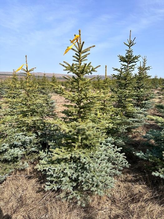 Ель Мисти блю(150-200см)