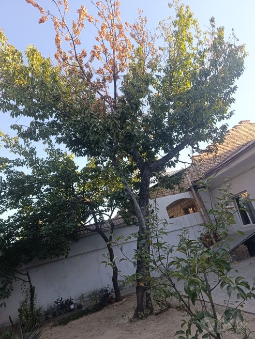 Qurib Qolgan 2 Ta DARAXT TEKIN Beriladi!