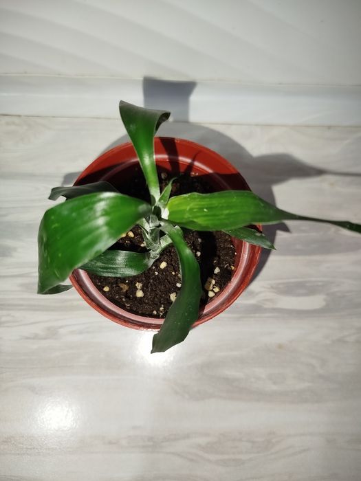 Dratsenna sanderra detkasi