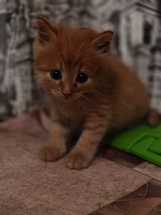Котенок отдам в добрые руки