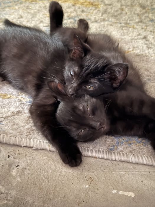 Чёрные котята от персидской кошки в добрые руки