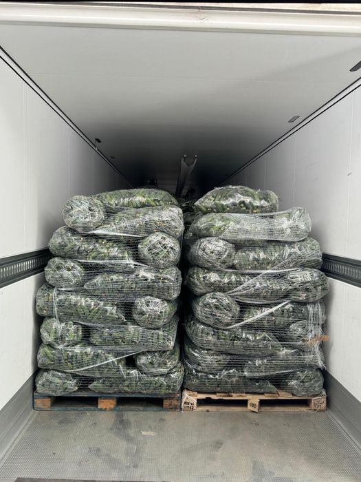 Castraveți/ ogorki/ огірки