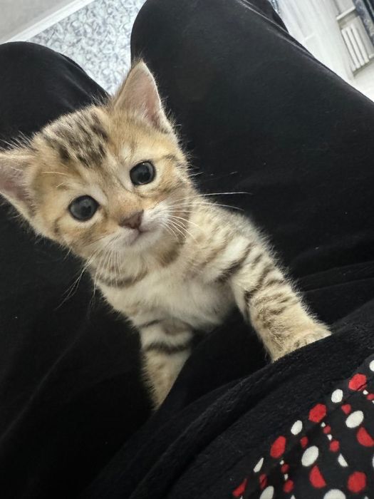 Бенгалка мама , папа обычный кот