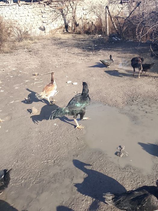 Дакан хуроз товук.