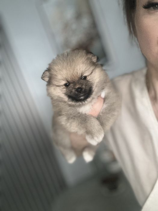 Готовятся к продаже Шпицы помиранцы девочки