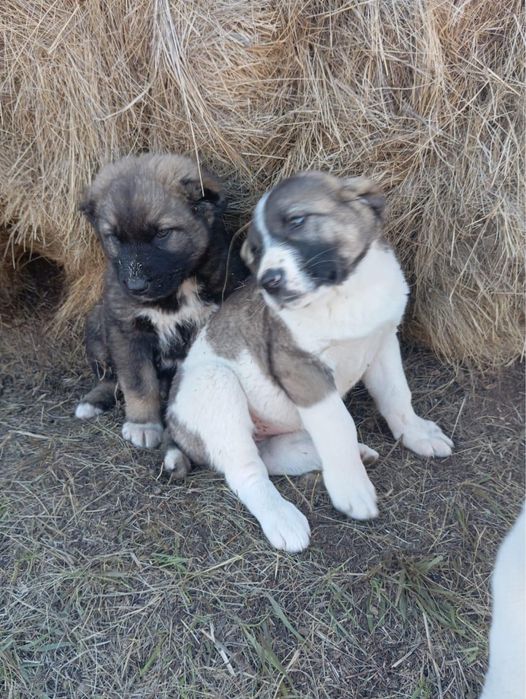 Продам собак щенят алабай ит