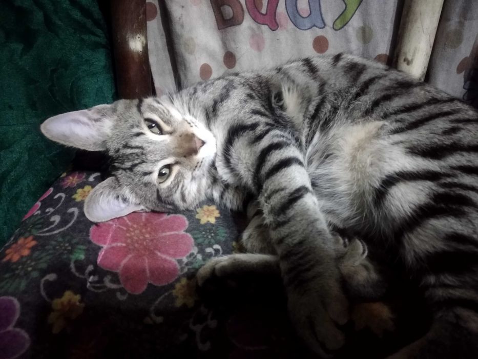 3 котенка от красивой охотничьей кошки с голубыми глазами