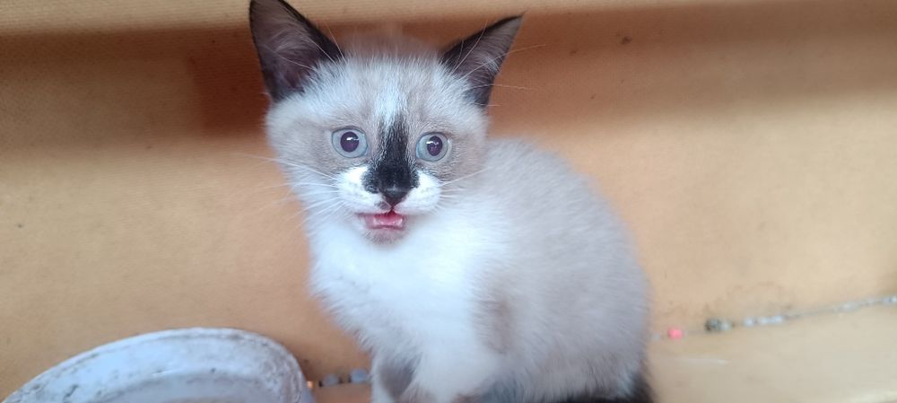 Котята ждут своих хозяев