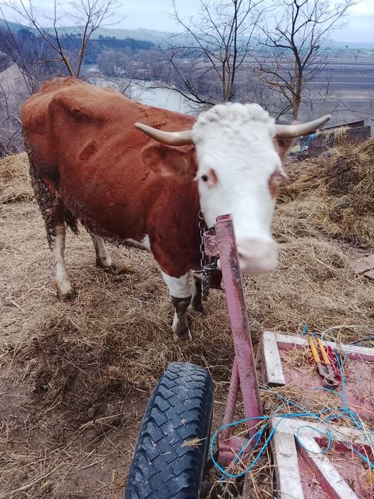 Vind o vacă cu vital