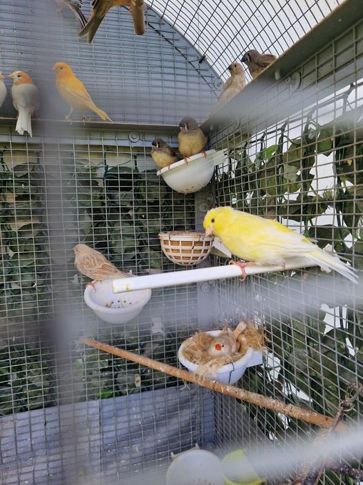 Canari de vanzare