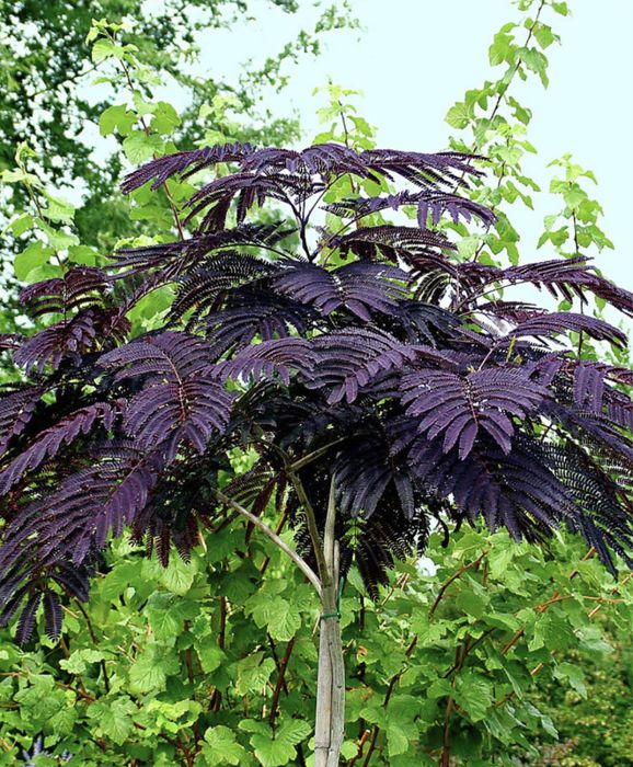 Albizia julibrissin Summer Chocolate