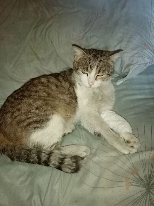 Отдам бесплатно кота.