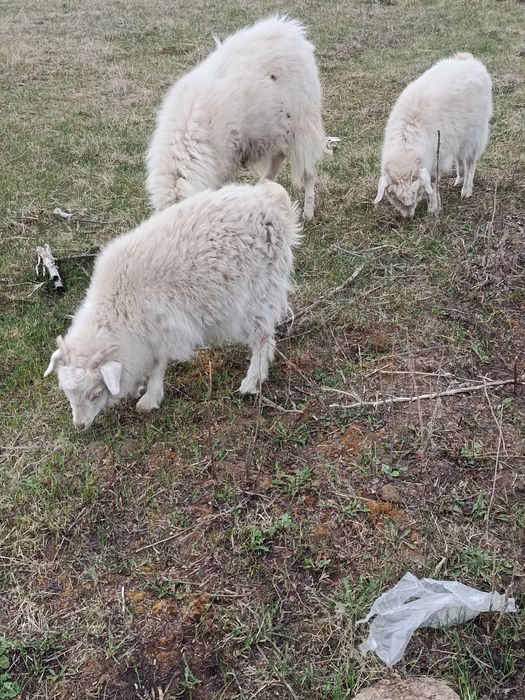 Продам двух коз и козла