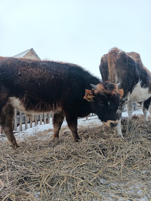 1жасар Бұқа сатылады