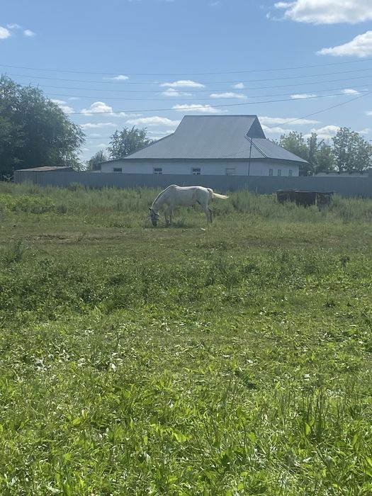 Лошадь кабыла породистая