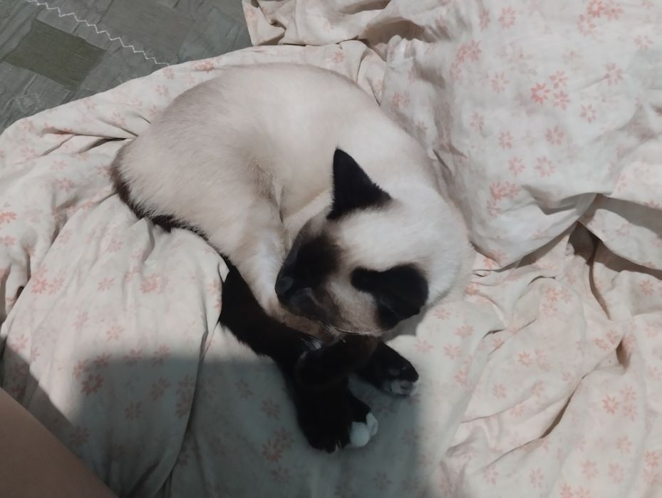 Кошка, порода, сиамская