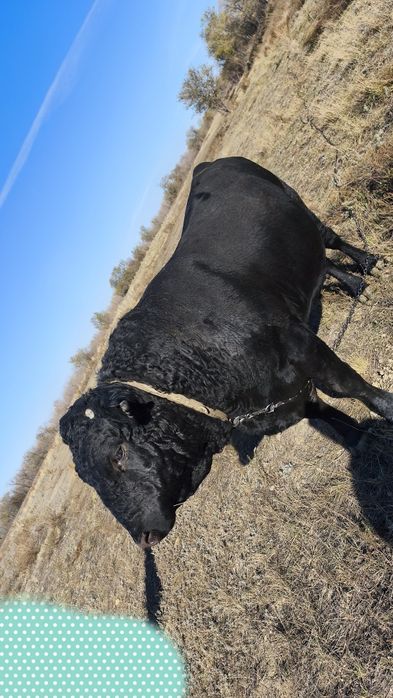 Продам быка два года