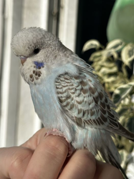 Выставочный попугай Чех