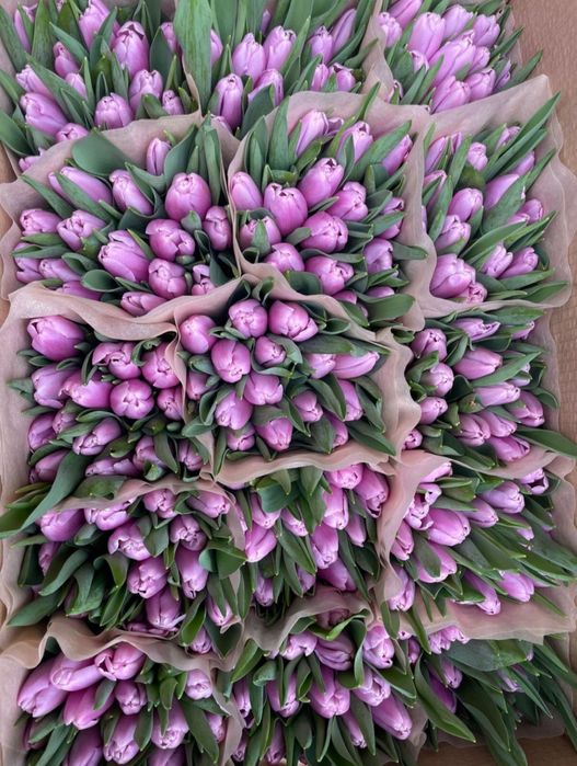 Тюльпаны ОПТОМ Кокшетау 400тг