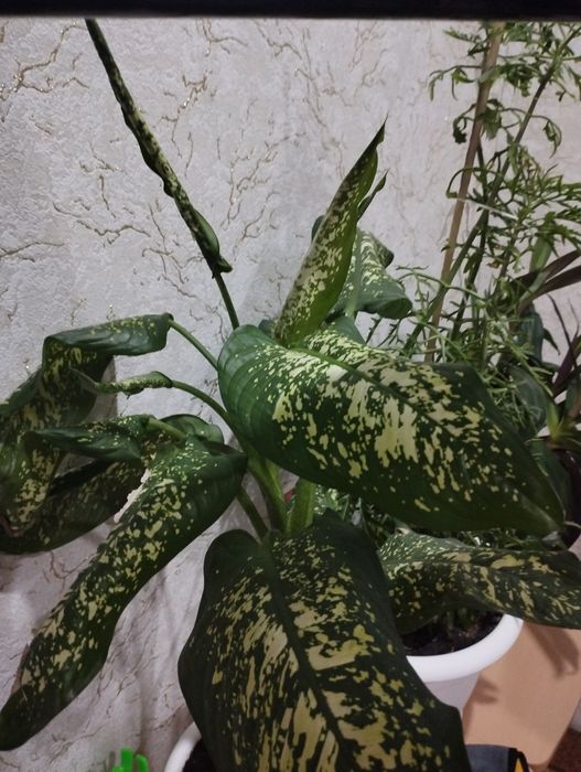 Комнатные растения