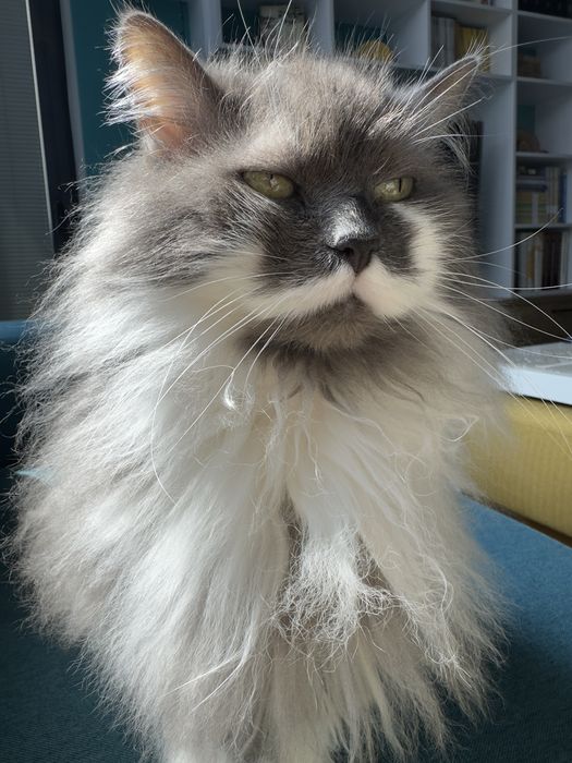 Подарявам котка