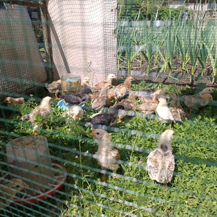 Продам домашних цыплят