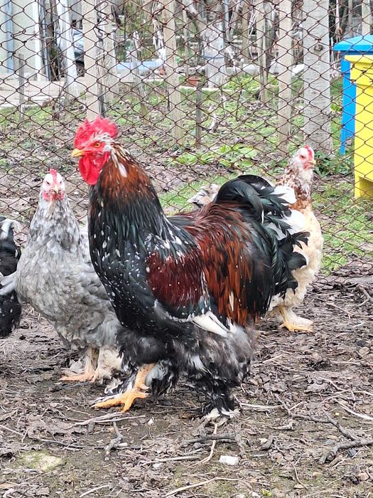 Продавам оплодени яйца от кохин стандарт