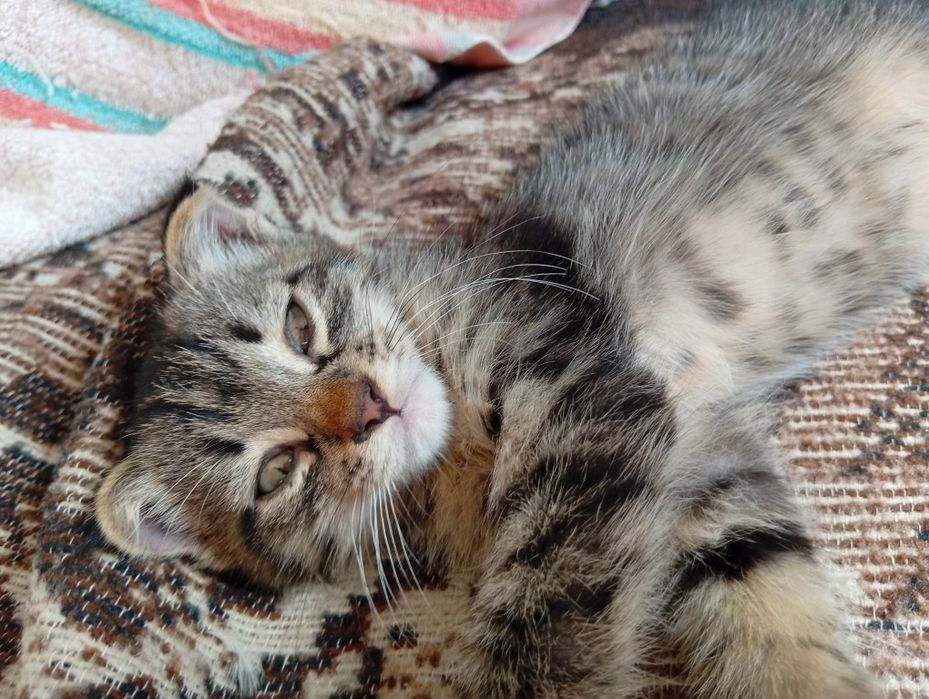 Котята отдам в хорошие руки