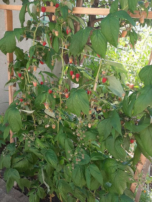 Zmeura dragoni zmeura POLKA