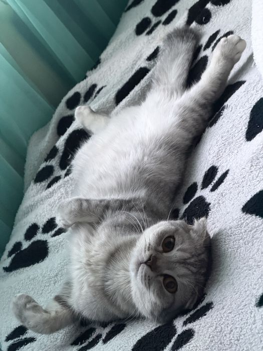 Вязка нужен котик скотиш фолд