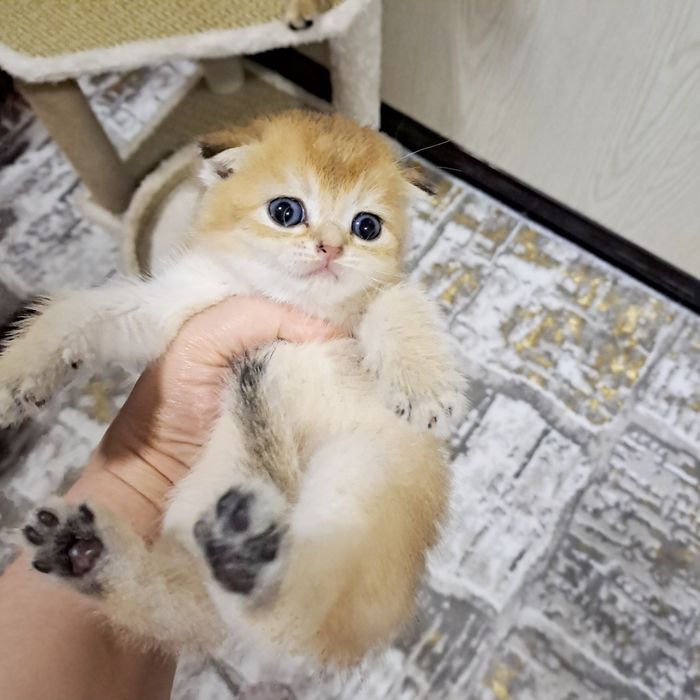 Котята от правильной вязки