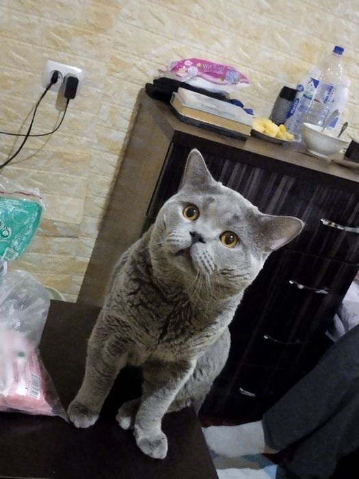 Кот вязка скотиш страйт.