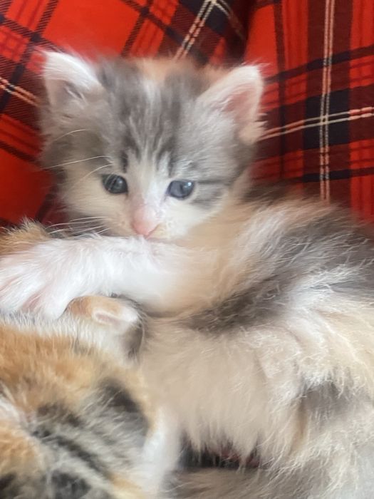 Котята в хорошие руки.