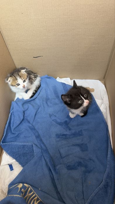 Отдам котят в добрые руки