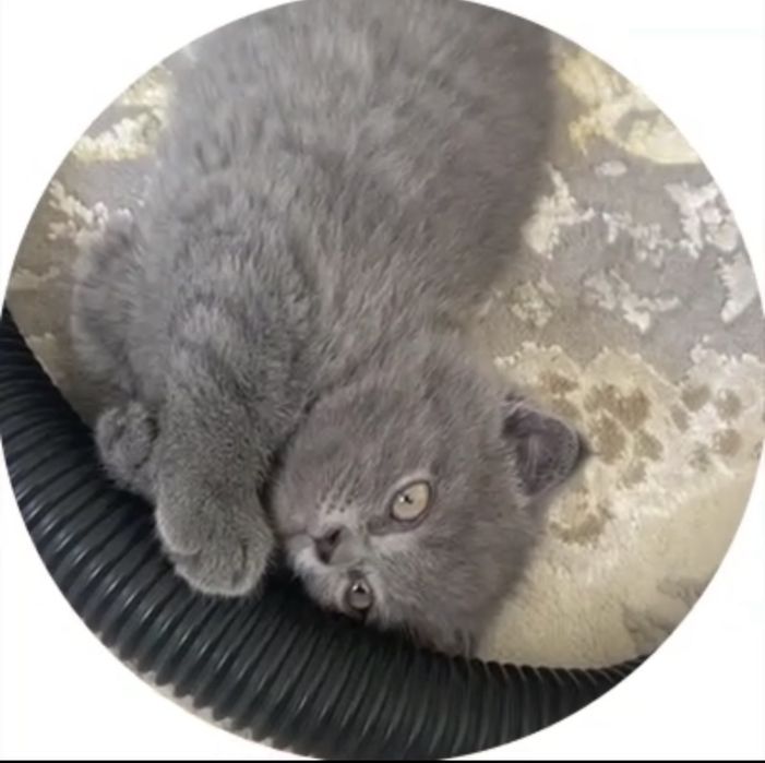 Британская кошка