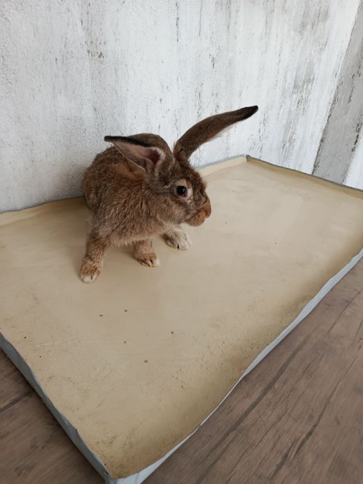 Quyon bolalari sotiladi