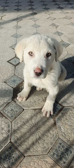 Қойтобет қазақы чистокровныё кабель