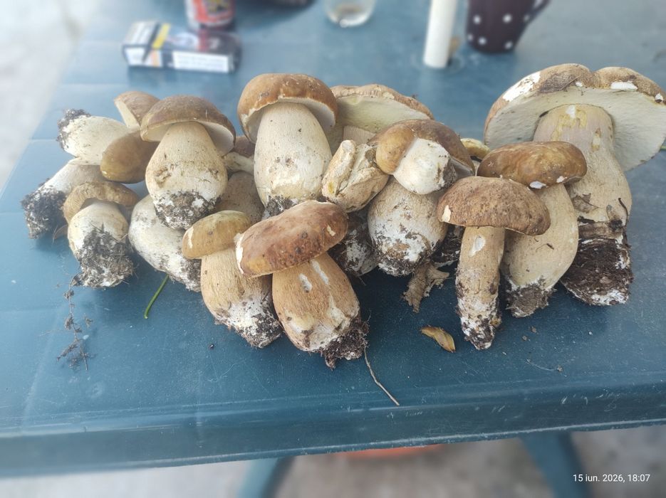 Vînd hiribi  proasteți