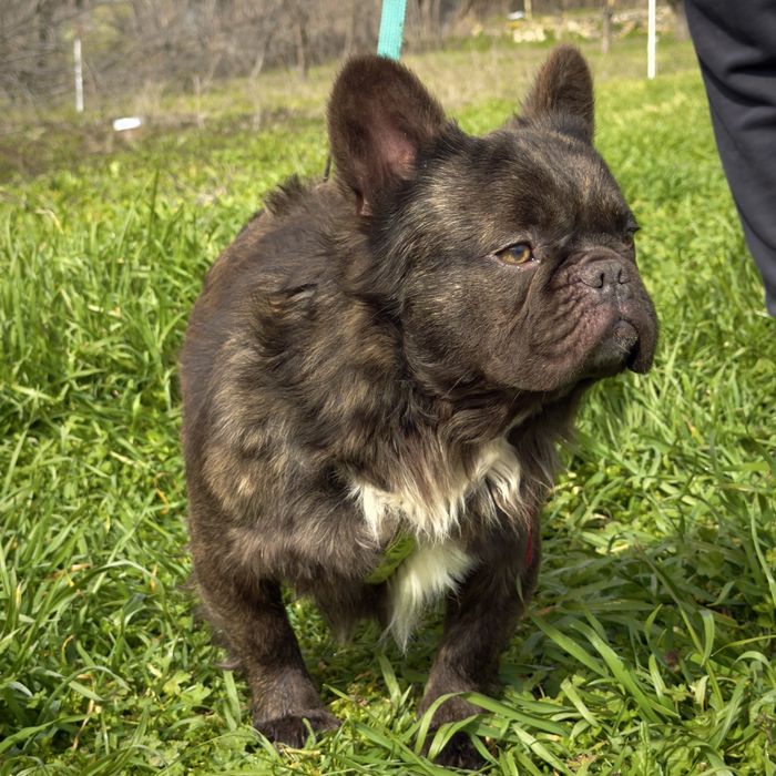Fluffy french bulldog