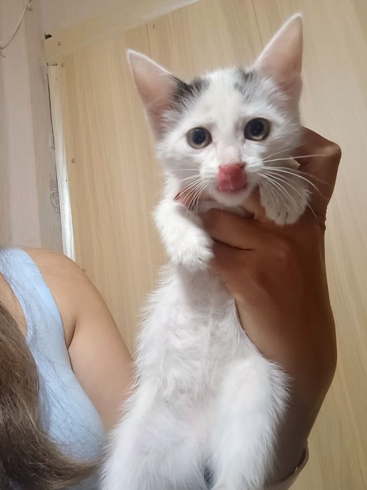 Отдам в добрые руки котят