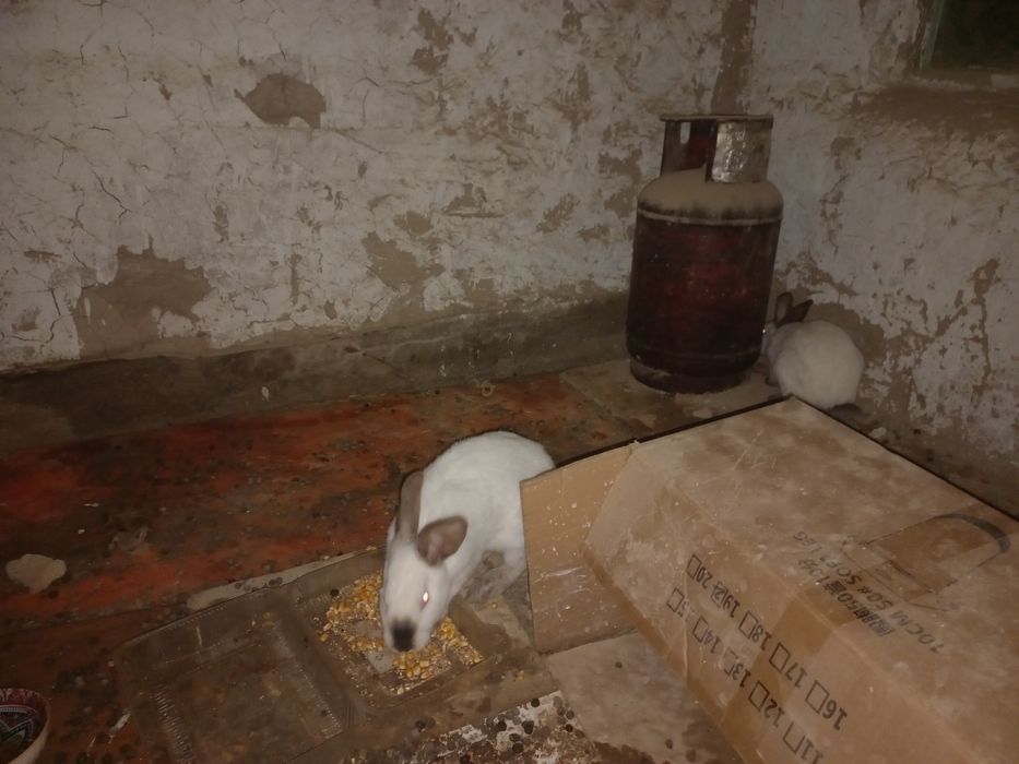 Кояндар  Калифорнический