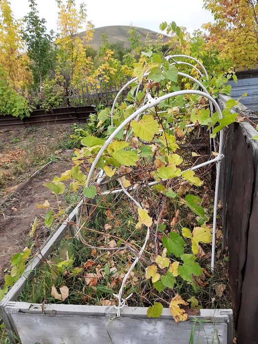 Продам дачу в Темиртау. в общ.Плодородие