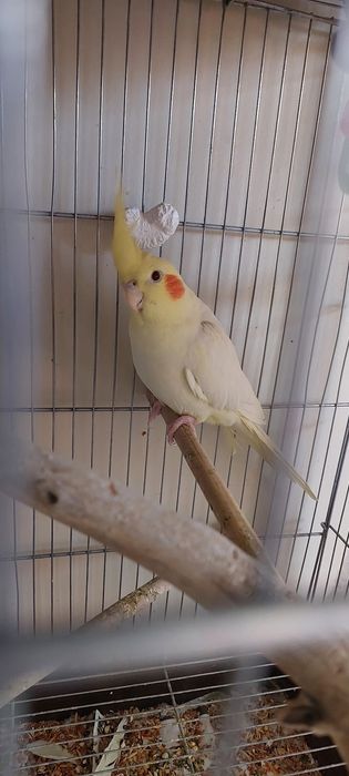 Пара кореллы, самец корелла