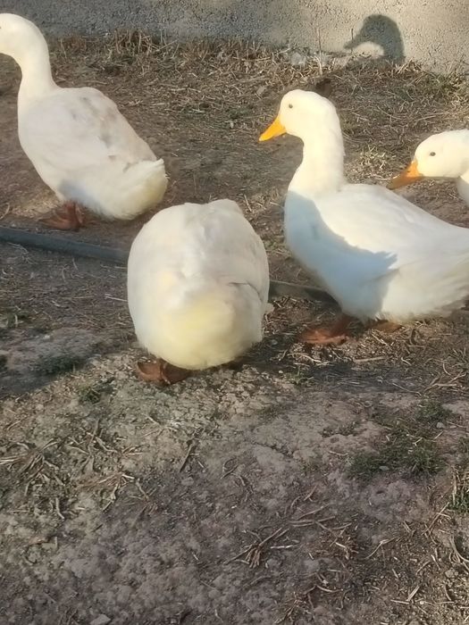 Продам. Гуси, утки пекинки, башкирки