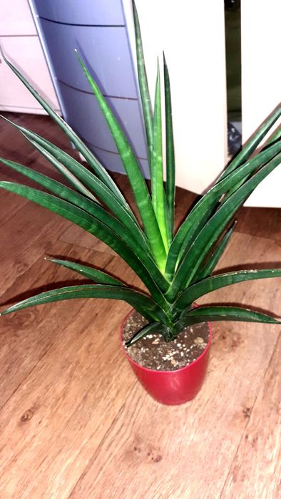 Сансевиерия  Цветы Растения