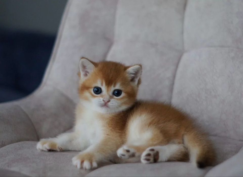 Британский короткошёрстный котёнок