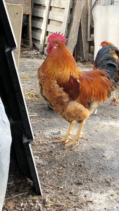 Кученски     петушок