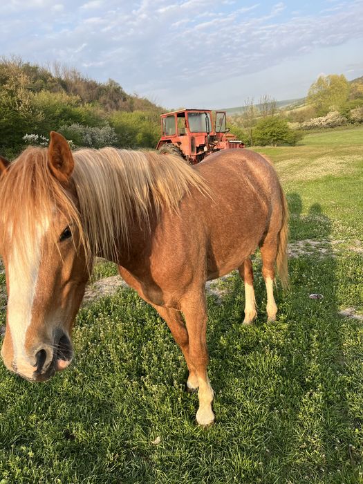 Vada iapa si armasar