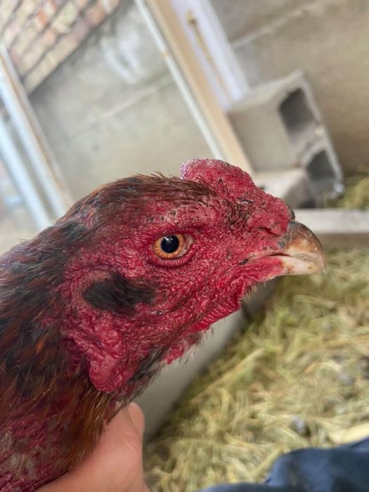 Шөже Қораз сатамын